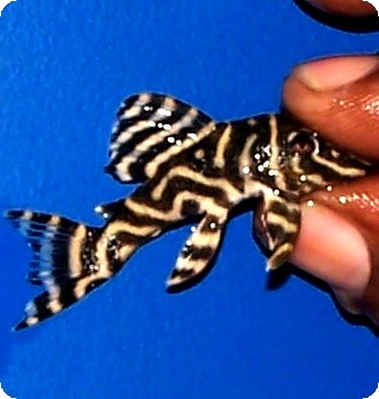 L134 - Leopard Frog - 2-3 inch